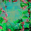 Pink Honeysuckle