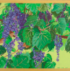 Grape Vines small
