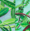 Something About Leaves