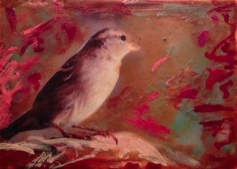 Bird small
